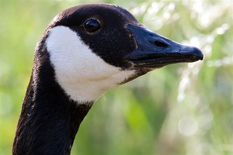 Die kanadagans ist eine der wenigen neozoen, die sich in deutschland sehr erfolgreich eingebürgert haben. Die Kanadagans - NABU NRW