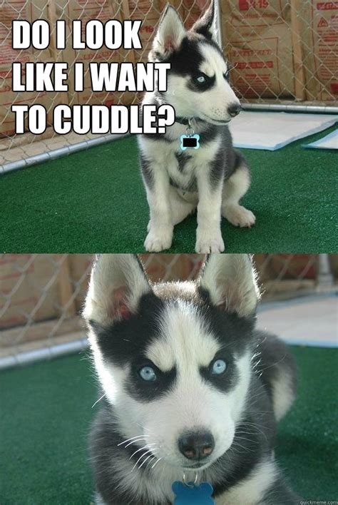 Cancer teaches us to love unconditionally and to be forgiving and compassionate, like a mother. DO i look like i want to cuddle? - Insanity puppy - quickmeme