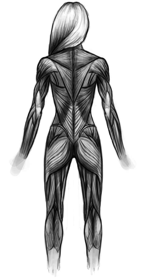 This isn't reference sheet for different body types (lol, like that's not obvious). Muscle Drawing Back Side. | WRI Back Side | Pinterest ...