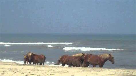 View the latest specs, prices, and images for the new toyota corolla. Wild Horse Tour on Corolla's 4x4 Beaches - YouTube