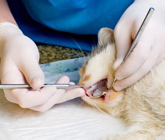 But is a complete dental treatment really so expensive when looking at what is actually involved? Periodontal Disease in Cats (Gum Disease) and How to ...