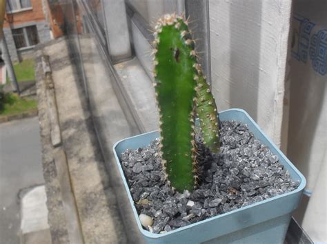 ¿te gustaría saber cómo recuperar un cactus con hongos? Cactus contaminado con un hongo negro