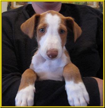 This is the price you can expect to budget for an ibizan hound with papers but without breeding rights nor show quality. Icy Cold Ibizan Hounds | Ibizan hound, Hound, Puppies