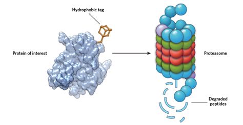 Proteasomes are protein complexes which degrade unneeded or damaged proteins by proteolysis, a chemical reaction that breaks peptide bonds. The Proteasome: A Powerful Target for Manipulating Protein ...