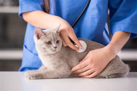 If your cat is suffering from these symptoms, in addition to the itching and scratching, a flea treatment alone is not enough. Anemia Due to Red Blood Cell Damage in Cats | petMD