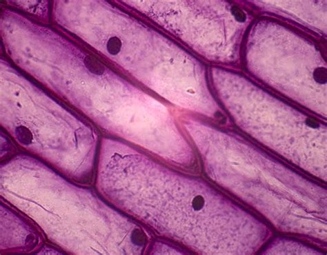 Water molecules are free to pass across the cell membrane in both directions, but more water will. Bio Blogger: November 2010
