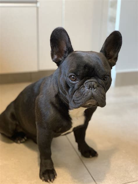 Among its physical characteristics, the small bat ears and the sweet flat snout stand. Idea by melonie on frenchies | Bulldog puppies, French ...