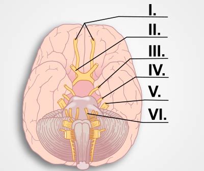 Ligaments, joint capsular structures, and muscle length may further limit the available range. 29 Identify All Indicated Structures And Ear Regions In ...