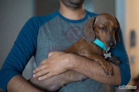 Don't go longer than this between bathroom breaks or they're guaranteed to have an accident. How to Hold a Dachshund Properly | Dachshund, Weiner dog ...