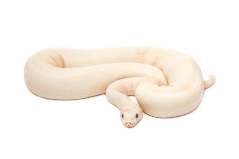 How long do albino burmese pythons live? 13 Cool Facts About Albino Ball Pythons - Embora Pets