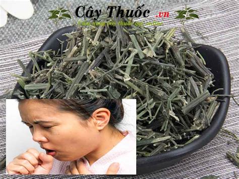 Cây lá đắng, công cộng, nhất kiến kỷ, hùng bút, khô đảm thảo, lam khái liên. Xuyên tâm liên tác dụng chữa bệnh gì? Cây lá xuyên tâm ...