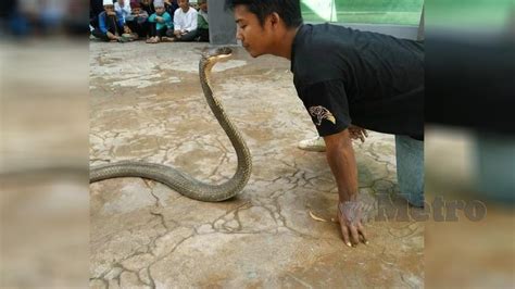 Adapun bila mimpi yang dialami adalah mimpi ular besar masuk rumah, artinya akan ada musibah atau bencana yang menyerang salah satu anggota keluarga anda. 'Raja Ular' parah dipatuk tedung selar | Harian Metro