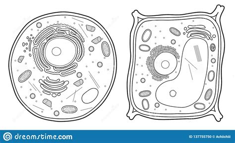 Smooth endoplasmic reticulum, mitochondria, golgi bodies, lysosomes. Animal Cell And Plant Cell Line Stock Illustration ...