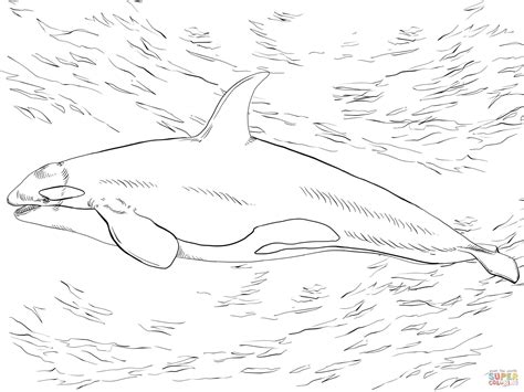 D is for dolphin coloring page. Porpoise Coloring Pages at GetColorings.com | Free ...