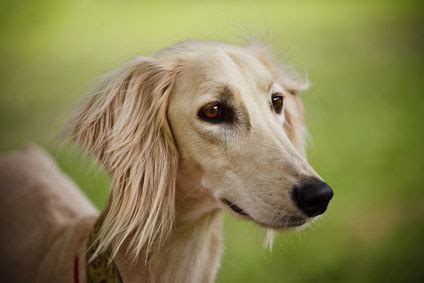 Saluki - Charakter - Wesen | Hunde-fan.de