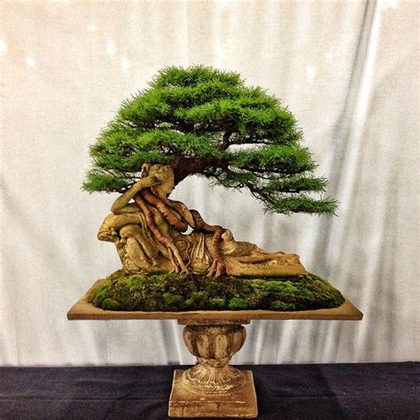 Tray cultivation) is the art of growing trees, or woody plants shaped as trees, in containers. Adam's Art and Bonsai Blog | Bonsai tree, Bonsai tree ...