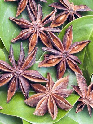 Valued for its decorative shape as well as its flavor. Star anise fruits - Stock Image - C008/3354 - Science ...