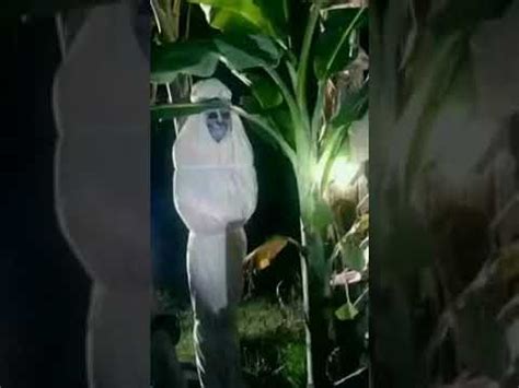 Kompilasi prank pocong terlucu indonesia pocong,prank pocong, ngakak, terbaru, viral, prank kompilasi prank pocong terlucu 2021 | dijamin ngakak jangan lupa subscribe ya lur. Terkeren 21+ Gambar Foto Pocong - Arka Gambar