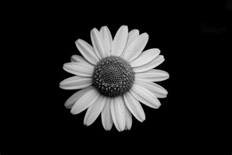 Your favorite blooms — from roses and peonies to lilies and daisies — send specific messages. Jason McGroarty Takes Black And White Flowers Photos To ...