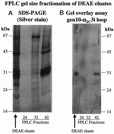 In fplc the mobile phase is an a. FPLC size exclusion chromatography of the 3i loop ...