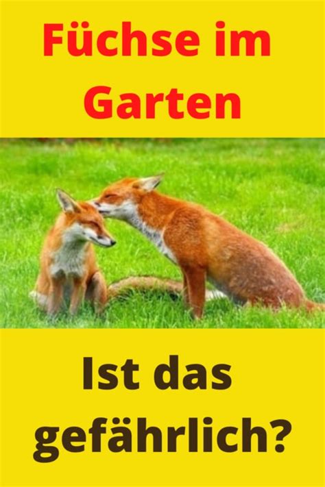 Was können wir tun gegen wilde tiere im garten? Fuchs im Garten am helllichten Tag - Was tun? 100 % [Neu ...