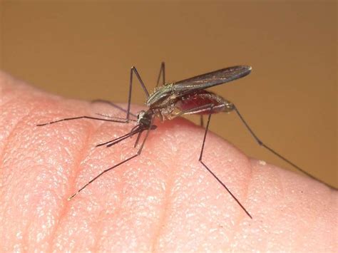 We did not find results for: Malaria: 10 Symptoms of Malaria