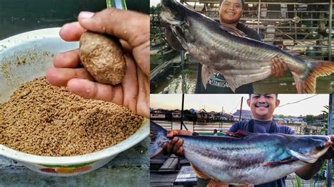 Syarat lokasi pembudidayaan ikan patin. UMPAN IKAN PATIN | UMPAN JITU PATIN SUNGAI - YouTube