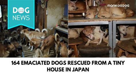 It affects human beings and animals; 164 Emaciated Dogs Rescued From Extremely Unsanitary Condition