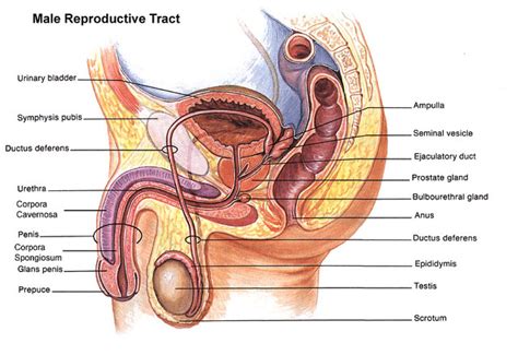 Male anatomy front reference stock vector royalty free. Male Reproductive Organs | Anatomy of the organs of the ...