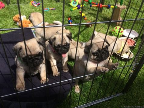 Find 82 affordable pet care options in fayetteville, ar. Black/Fawn Pug puppies ready. in Fayetteville, Arkansas | CannonAds.com