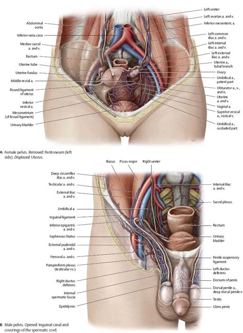 A collection of anatomy notes covering the key anatomy concepts that medical students need to learn. Abdominal Anatomy Female Right Side : Abdominal Wall Pain ...