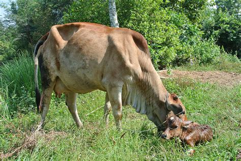 Nah, berikut ini kumpulan doa untuk bayi yang baru lahir. Anak lembu tidak kembali ke kakinya, apa yang perlu ...