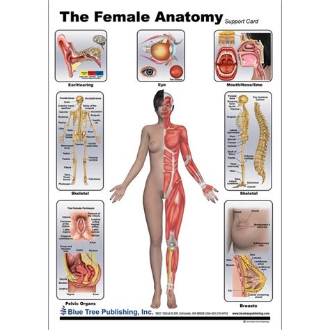 Anatomical positions anatomical positions the body supposed to be in erect posture with arms hanging by sides and the palms of hands are directed forward.there are two body positions which are prone and supine positions. Female Anatomical Chart