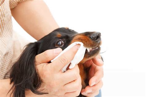 Check spelling or type a new query. Cleaning Plaque Off Dog Teeth - How To Do It Exactly?