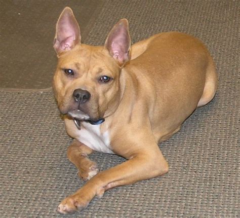 Many of the mixes below can be found at your local shelter, and you can save. French Bulldog/Pit Bull - Frenchie | Mid-America Bully ...