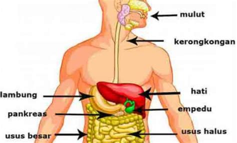 Maka dari itu, memastikan kebutuhan protein harian sudah tercukupi dengan baik adalah hal yang penting. Sistem Pencernaan - RuangBimbel.co.id Biologi