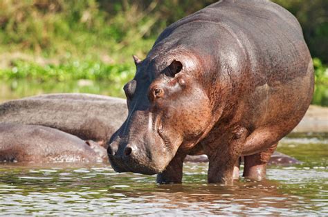 Brown hippo swims in the pool escaping from the heat. Fourways hippo might have returned to riverine system ...
