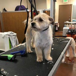 Best Mobile Cat Grooming Near Me - January 2021: Find ...