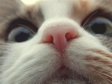 Why is my cat's nose dry? My Cat's Nose is Dry--Is it a Bad Sign? - FreakyPet
