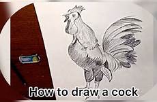 cock draw easy pencil