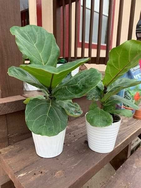 The fiddle leaf fig is easily recognizable and loved for its distinctive foliage. Advanced Fiddle Care: How to Create Custom Fiddle Leaf Fig ...