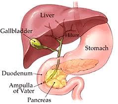 The meaning of a camel sighting. Gallbladder Surgery Reno | Cholecystectomy | Sasse ...