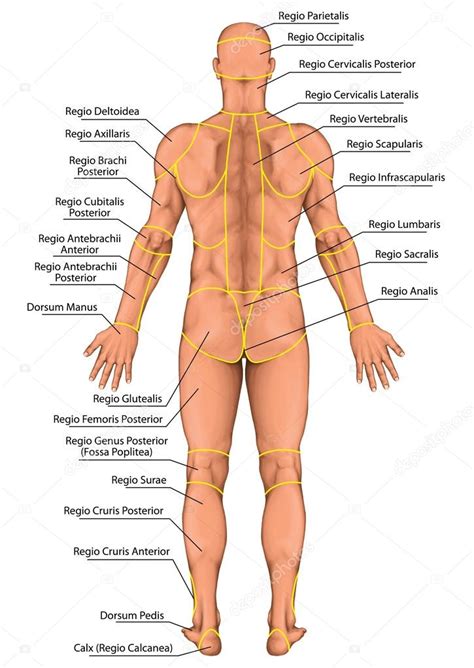 Jean paul gaultier le male on board duftbeschreibung from img.parfumo.de 299 results for jpg le male. Anatomical board, region of a human body, regions corporis ...