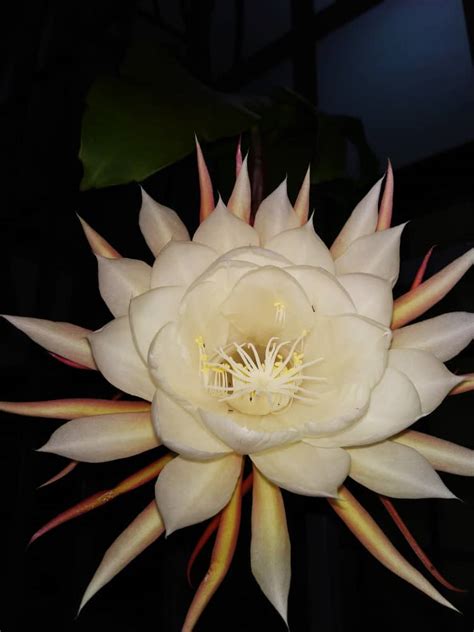 Check spelling or type a new query. Brahma Kamal, a type of flower that only blooms at night ...