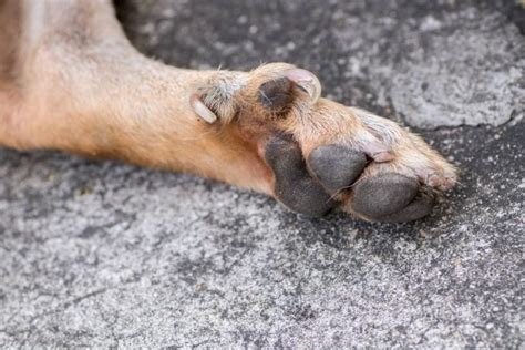 See full list on wikihow.com Dew Claws on Dogs - Keep Them or Cut Them?