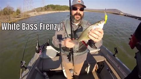 Condition tends to deteriorate the longer the fish remain in fresh water, and they then deteriorate further after they spawn, when they are known as kelts. Pre Spawn White Bass Tactics That Work! - YouTube