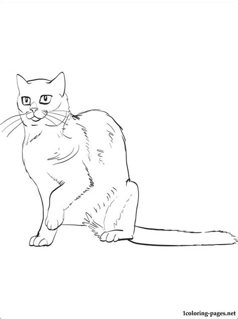 Pictures of cat breed coloring pages and many more. Russian Blue cat coloring page | Coloring pages