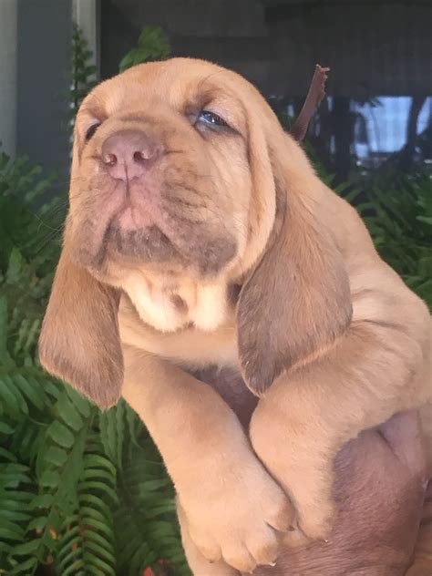 Our hounds are akc registered, dewormed beware of scams: Brown - an AKC Bloodhound puppy for sale from Houston, TX ...