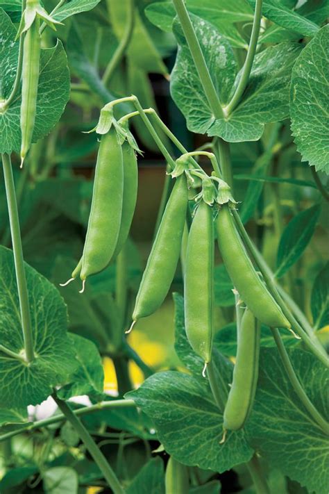 We did not find results for: Growing Peas | HGTV
