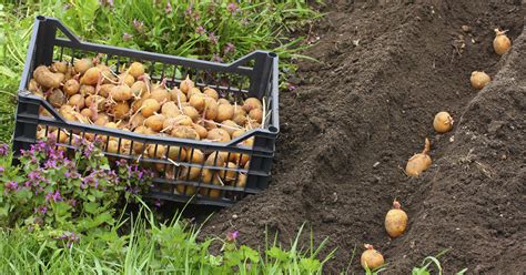 Dabei liefert sie nicht nur die ersten kartoffeln aus dem garten, sondern macht auch schon. Kartoffeln pflanzen und ernten - Mein schöner Garten